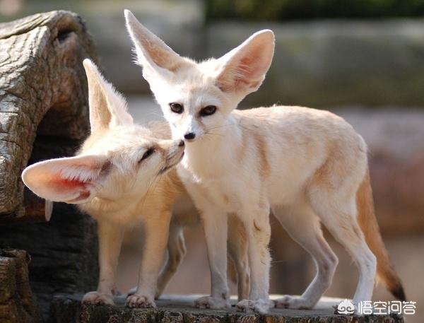 沙漠耳廓狐多少钱一只:猫科动物和犬科动物哪个战斗力强？