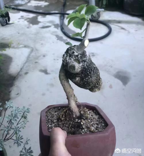 凤尾竹图片大全:这凤尾竹是怎么了？黄叶，求教？