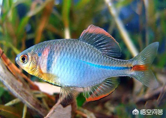 头条问答 - 鳑鲏怎么吃?父亲最近钓好多?(3个回答)