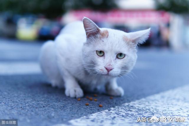 野猫八翻:来了一只野猫天天偷吃家里东西，还把家里弄得乱七八糟，怎么办？