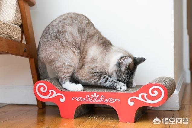 淘宝捉猫猫任务大全:如何解决猫咪抓家具的问题？