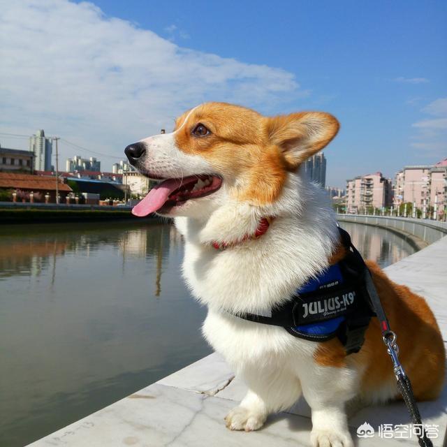 威尔士柯基犬的寿命:柯基犬几岁开始步入晚年？老了的柯基如何照顾才正确？
