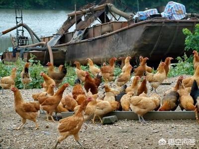 射水鱼吃什么饲料:射水鱼吃颗粒饲料吗 鱼菜共生系统的鱼饲料是什么？