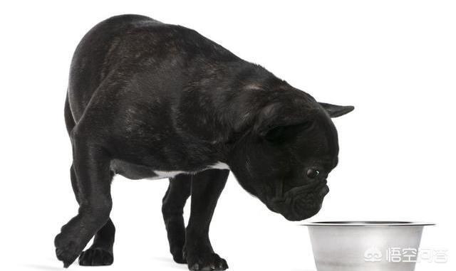 法国斗牛犬吧:为什么说养法国斗牛犬要有一定的“实力”呢？