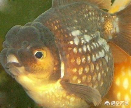 热带鱼之家白点病:热带鱼白点病治疗方法 换季鱼病高发，如何区别水霉病和白点寄生虫？如何防治？