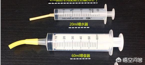 鸽子喂食时间:天气越来越热了，一天给鸽子喂几次水？