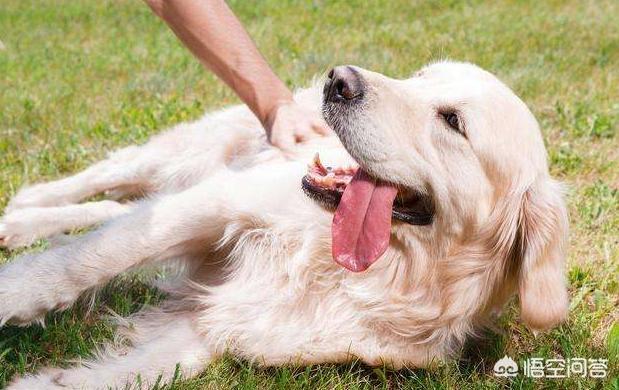 金毛寻回犬图片高清图片:金毛寻回犬图片大全 拉布拉多和金毛外貌相似，为什么销量却不如金毛？