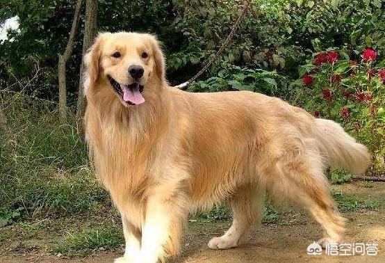 泉州市金毛犬吧:金毛犬的什么地方比较讨人喜欢？