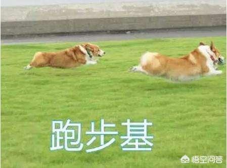 搞笑宠物狗的名字:有没有一些关于狗比较搞笑的视频？