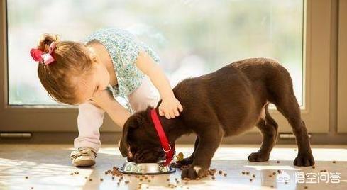 警犬品种:攻击警犬算不算袭警？有什么法律依据？