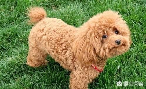 如何知道身上招东西了,如何判断泰迪身上有没有跳蚤？