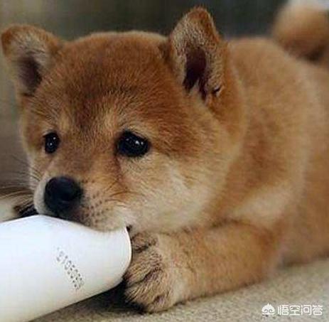 豆柴犬好养吗:柴犬好养吗养柴犬的七大好处？