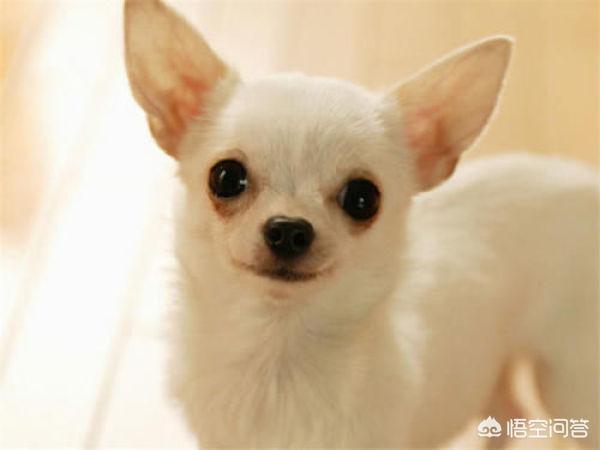 魏玛犬与维兹拉犬的比较:假设一个人养了五只猎犬，如果一只攻击主人，其他四只会如何？