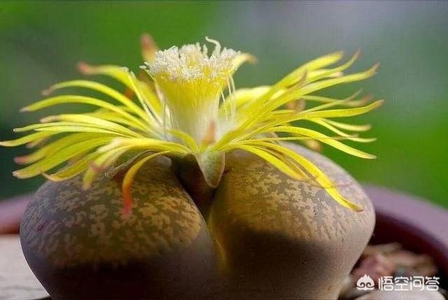 石花是什么样子的,多肉生石花。摄影怎么拍？