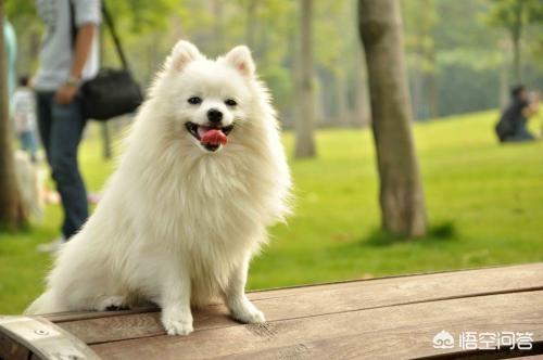 疯狗病:古代没狂犬疫苗，被疯狗咬了怎么办？ 疯狗病abo结局