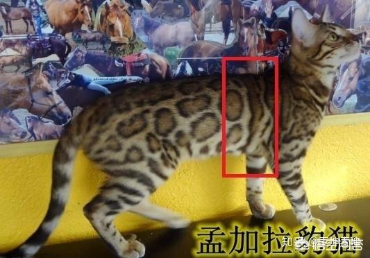 猫咪品种介绍之孟加拉豹猫篇:两个月大的豹猫爱咬人怎么办？