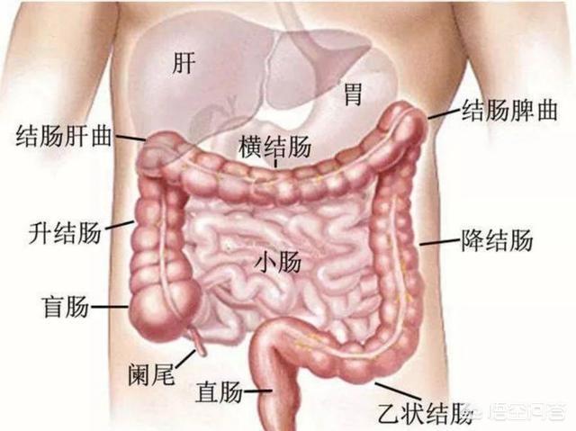 肚子为什么老是胀气，肚子总是胀气屁多是怎么回事？