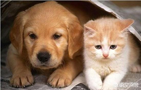 猫癣:幼猫猫癣严重能治好吗，猫癣怎么治好得快？