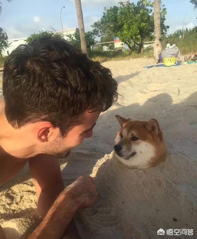 狗和狼的DNA一样吗？插图14