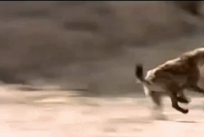 海鬣蜥蜴视频:人如果遭遇到了鬣狗，怎么办？用石头打它管用吗？