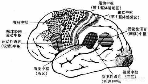安徽动物学会:麻省理工猴子学会认字，科学家感到担忧，它们会变成新型人类吗？