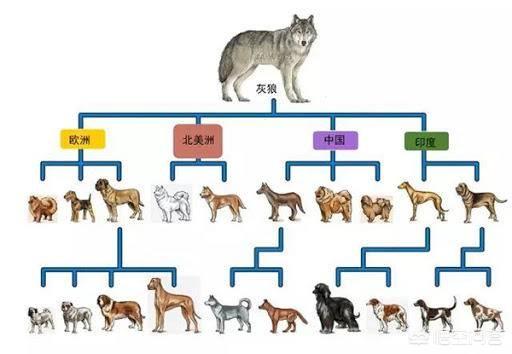 人狗狗:动物那么多，为什么只有人跟狗关系最和谐？