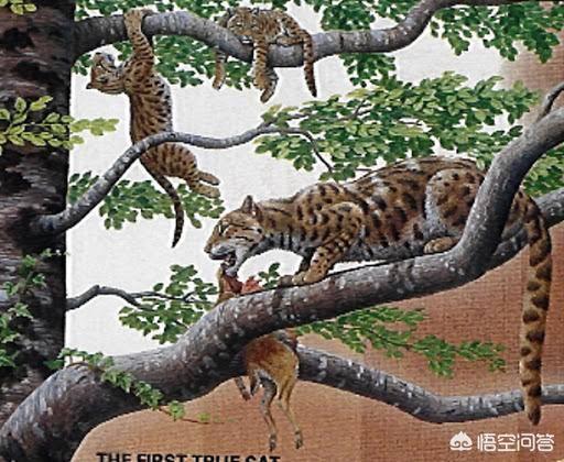 猞猁与人交尾:猫和老虎到底有什么渊源？