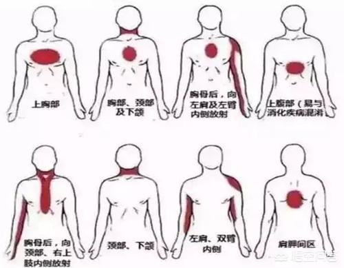 人体五脏六腑分布图(身体五脏六腑结构图)