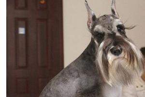 出售巨型雪纳瑞:雪纳瑞犬价格雪纳瑞犬多少钱？ 巨型雪纳瑞价格