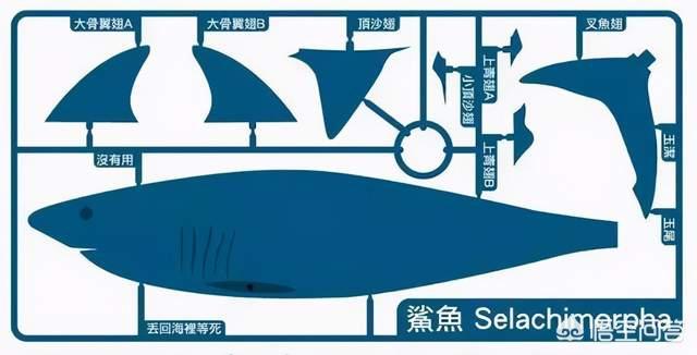鲨鱼观赏鱼图片大全大图:观赏鱼的图片大全大图 为什么一些人只吃鱼翅，不吃鲨鱼肉？