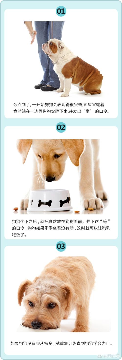 名望宠物医院网:坐好才能吃饭，教会狗狗Sit down？ 名望宠物医院怎么样