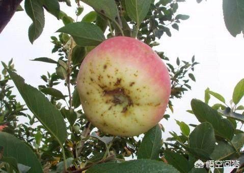 果而:硼钙叶面肥促进果实膨果效果怎么样？