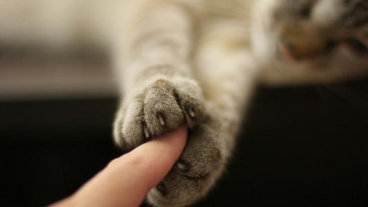 喵星人指甲劈开会不会很痛，把猫的指甲剪掉还会被挠吗？要注意什么？