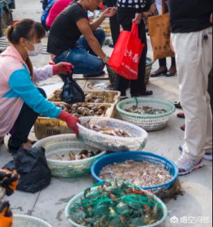大理石纹螯虾哪些地区:龙虾繁殖能力很强，为什么很少有人养殖呢？