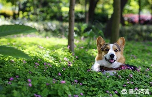 q版柯基犬图片大全:柯基犬大狗图片大全 一般柯基犬都有泪痕吗，所以柯基都会有泪痕吗？