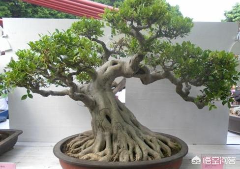 黄榕电影:直接栽榕树盆景，根能出芽不