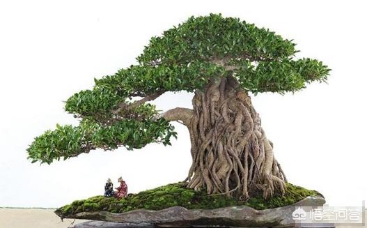 黄榕电影:直接栽榕树盆景，根能出芽不