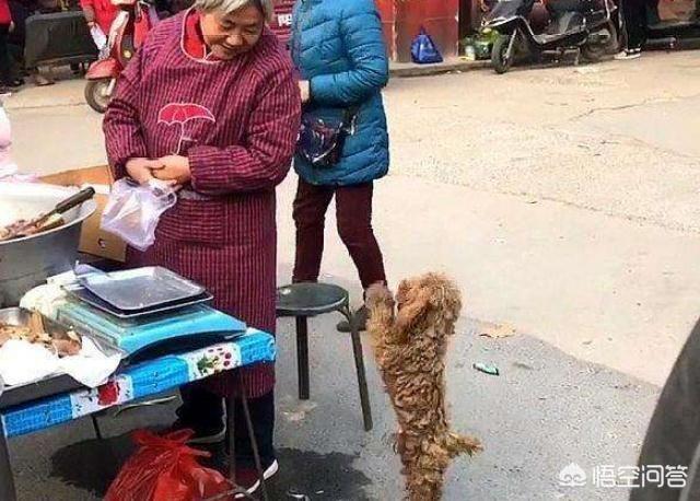 成都直立行走的狗:你认为泰迪智商高的表现有哪些？