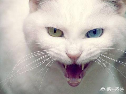 猫发情 叫声:家里的猫发情了，一直叫，好心烦，怎么办？