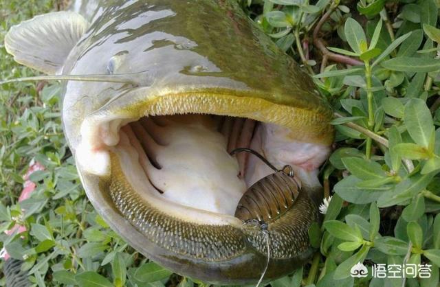 鸡肝猪肝钓胡子鱼视频:用猪肝钓鲶鱼效果不太好，还能用什么饵料？