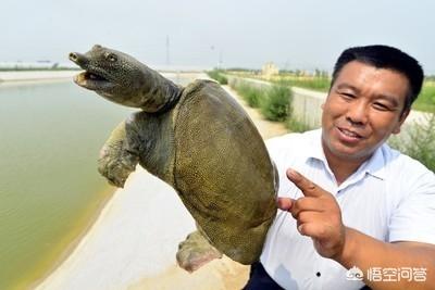人工饲养王八吃什么好:为什么我喂甲鱼，它不吃东西？