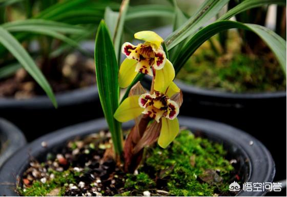 兰花的种植方法:兰花配什么样的植料可以天天浇水？如何养好兰花？