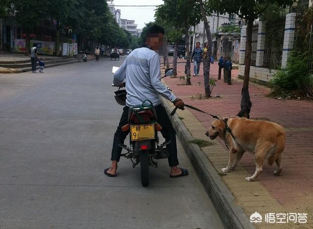 狗王偷藏獒藏獒打架真实视频:偷狗贼最喜欢偷什么样的狗狗？