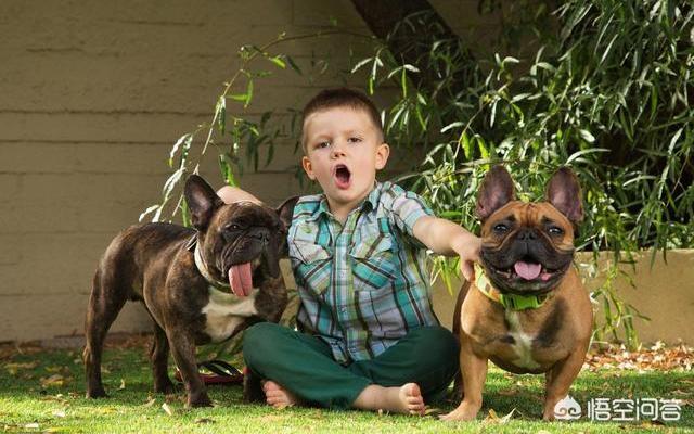 法国斗牛犬吧:为什么说养法国斗牛犬要有一定的“实力”呢？