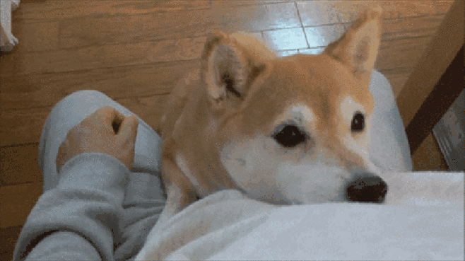 波士顿梗犬尾巴:为什么有些狗尾巴要断掉？