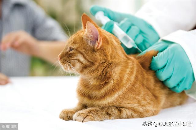 猫咪睡觉时为什么把身体卷成团:长毛猫猫毛结成一团，猫毛结成团怎么办？