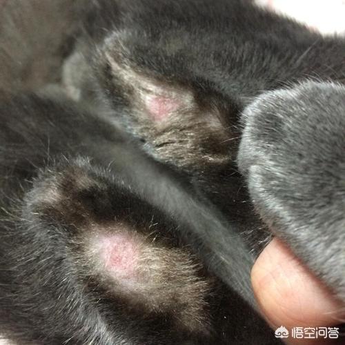 脱毛症:猫整片掉毛不像猫癣，猫一大片掉毛不是猫癣？