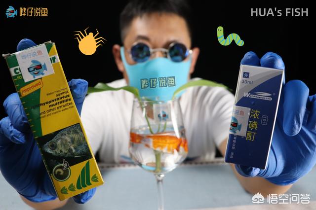 金刚鹦鹉鱼生病的征兆:鹦鹉鱼得了白眼病怎么办？