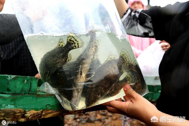 桂花鱼的生活习性:饲养鳜鱼池出现浑水是什么原因？