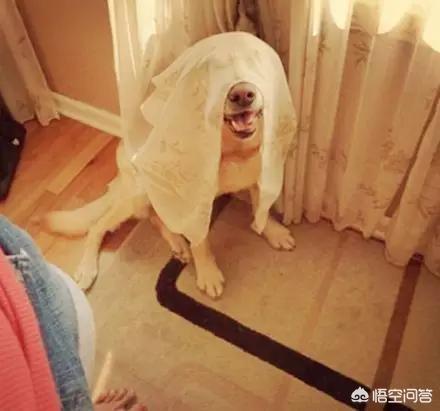养小狗小游戏大全:养成类游戏，有什么推荐？